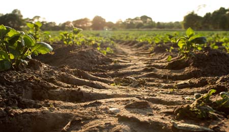 carbon neutrality, negative emissions, biochar